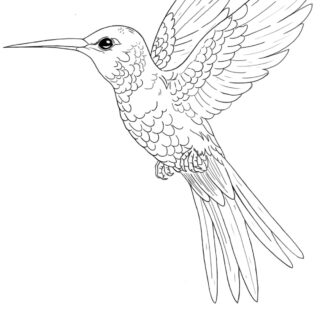 Hand drawn and sketched hummingbird flash tattoo