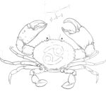 Crab/Cancer Horoscope Flash Tattoo.